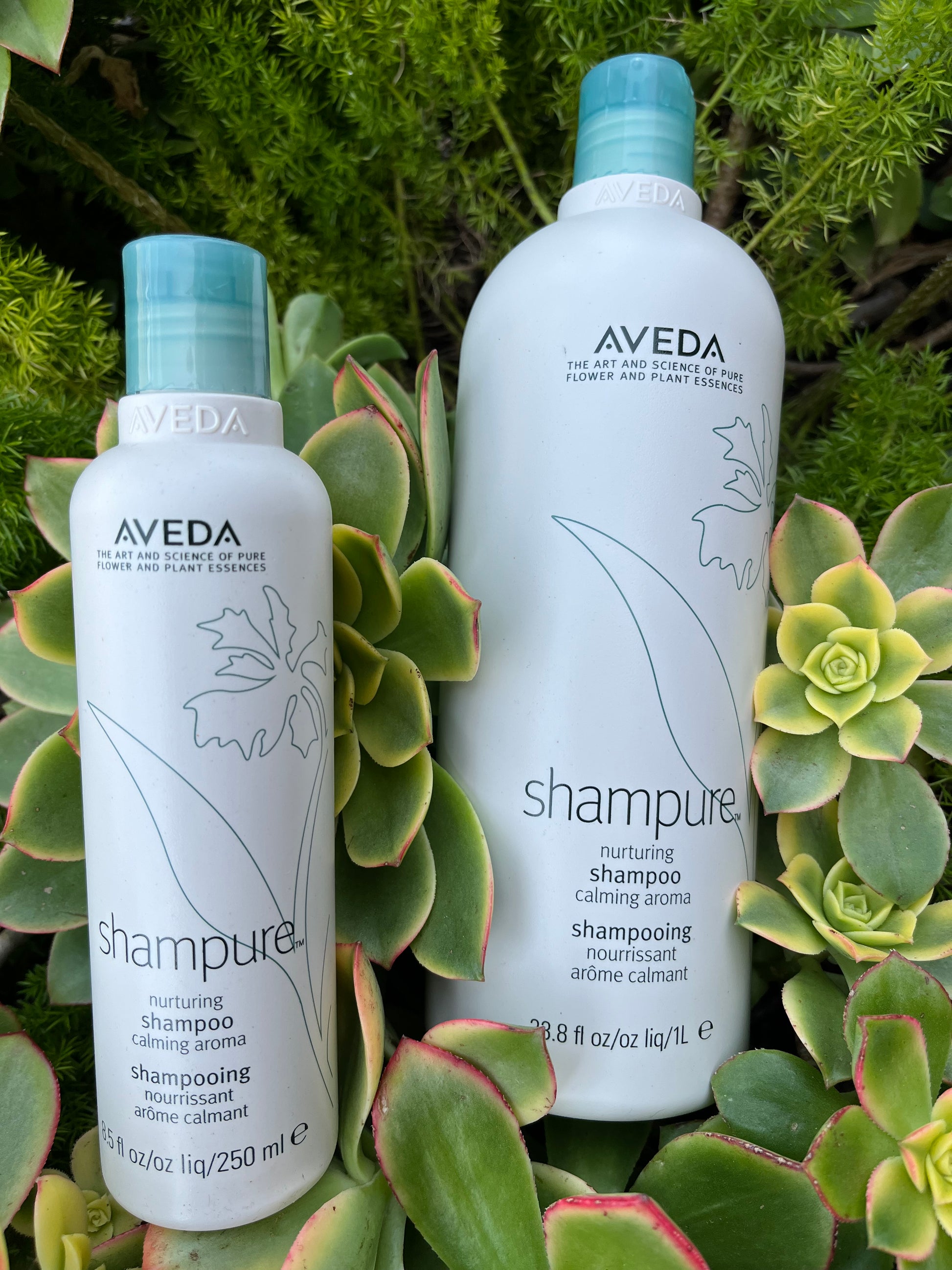 shampure shampoo